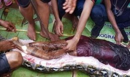 女腹切完整版在线观看,完整版在线观看解析